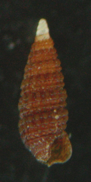 Cerithiopsis minima